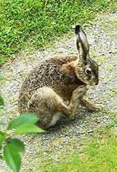 vecka 26