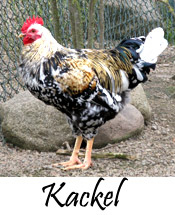 Kackel