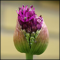 allium